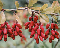 A bountiful cluster of ripe red fruit called indian barberry, surrounded by green-yellow leaves, indicative of the natural origins of the berberine compound.