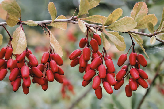 A bountiful cluster of ripe red fruit called indian barberry, surrounded by green-yellow leaves, indicative of the natural origins of the berberine compound.